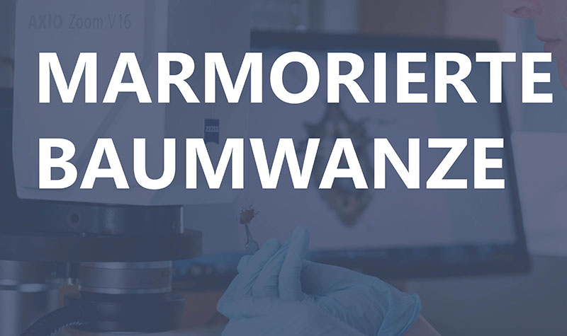 Marmorierte Baumwanze